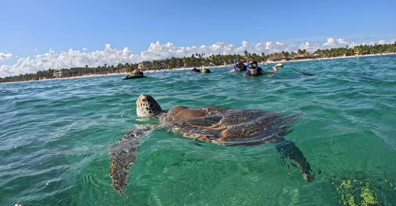 Akumal Beach: VIP Swim With Sea Turtles & Snorkeling + GoPro Photos, swim with turtles in Akumal