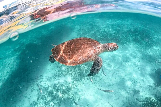 Playa del Carmen: Cenote Cave & Akumal Turtle Swim, swim with turtles in Akumal