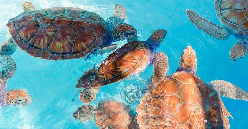 Akumal: Snorkeling With Marine Life and an Expert Guide, swim with turtles in Akumal