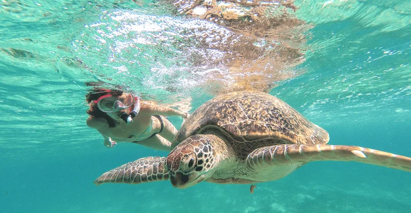 From Riviera Maya: Tulum, Cenote & Akumal Turtle Swim Day Trip, swim with turtles in Akumal