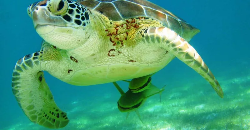 Akumal: Tsuuk Park Entry with Turtles Snorkeling Tour, swim with turtles in Akumal