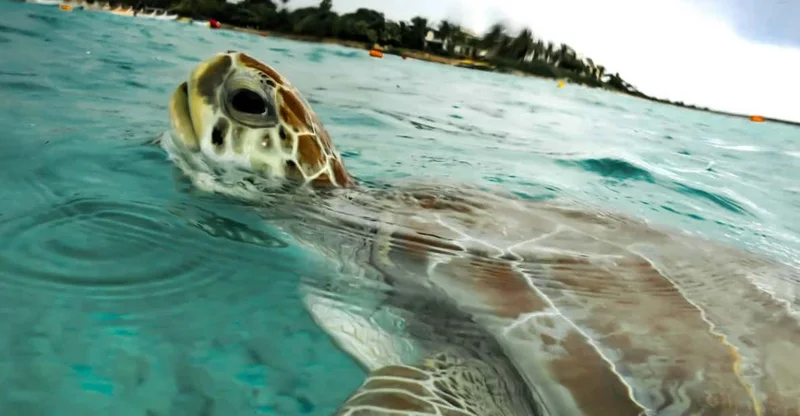 Akumal: Turtles Snorkeling Tour at Natural Paradise, swim with turtles in Akumal