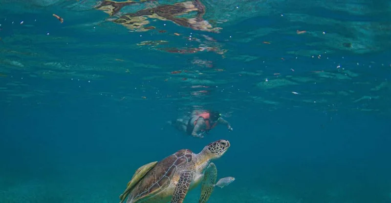 Akumal: Snorkeling & Turtle Watching Tour, swim with turtles in Akumal
