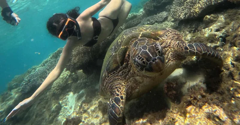 Dumaguete: Apo Island Turtle Snorkel Tour with Private Transfer, swim with turtles in Apo Island