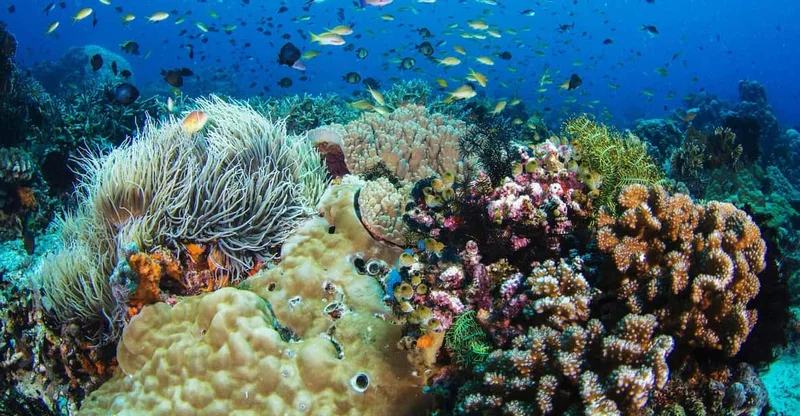 Dumaguete: Apo Island Snorkeling & Island Hike (Joiners), swim with turtles in Apo Island