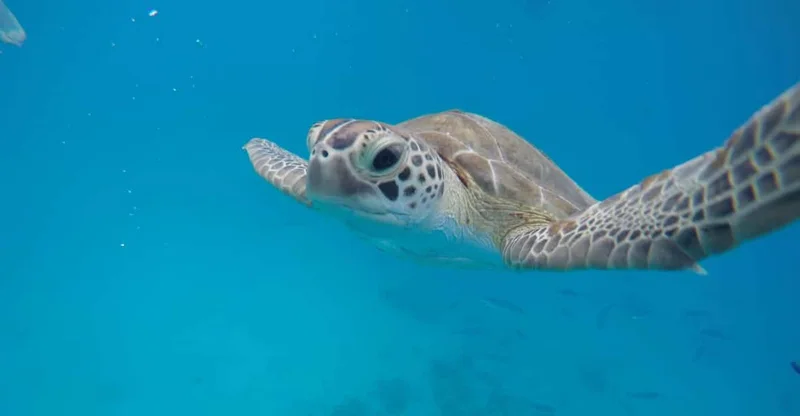 Bridgetown: Wildlife Reserve & Carlisle Bay Cruise, swim with turtles in Barbados