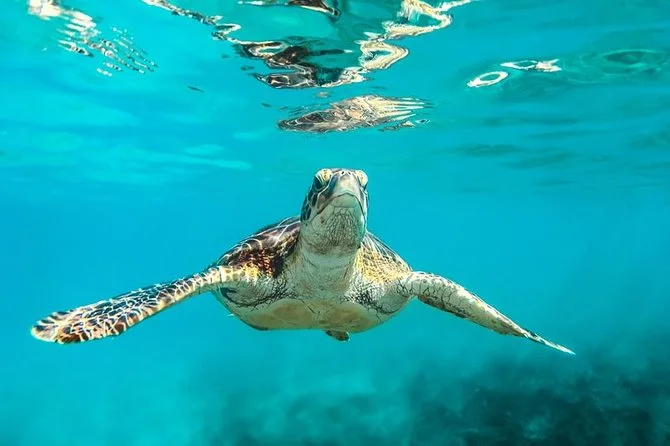 Barbados: Catamaran Turtle & Shipwreck Snorkeling Cruise, swim with turtles in Barbados