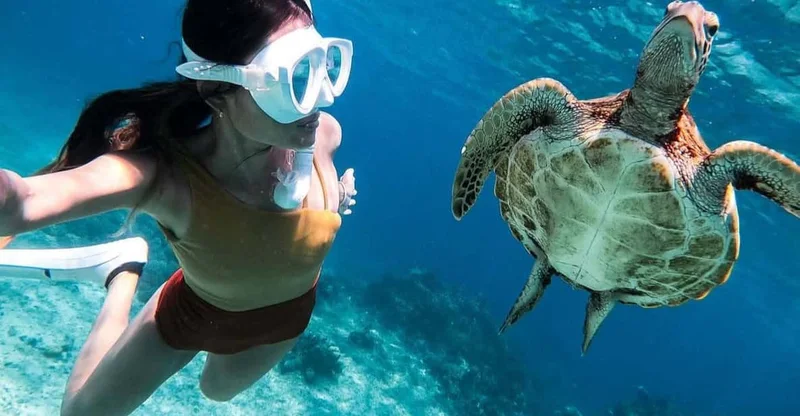 Bohol: Balicasag Turtle Swim & Dolphin Island Hopping, swim with turtles in Bohol