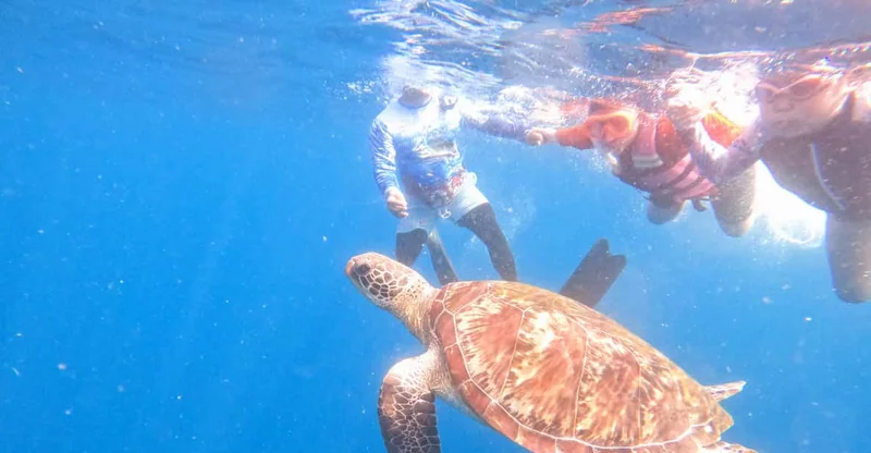 Panglao: Snorkel with Turtles, Sandbar & BBQ Lunch, swim with turtles in Bohol