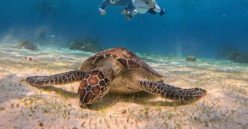 Bohol: Dolphin Watching, Turtle Swim & Party Boat, swim with turtles in Bohol