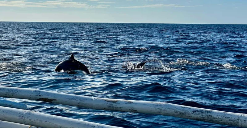 Panglao: Balicasag Island Private Tour with Dolphin & Turtle Watching, swim with turtles in Bohol