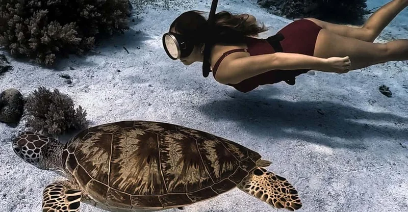 Panglao: Balicasag Island-Hopping Private Dolphin & Turtle Tour, swim with turtles in Bohol