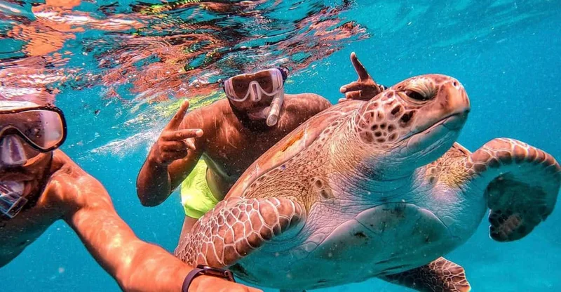 São Vicente: Swimming & Snorkeling Tour with Sea Turtles, swim with turtles in São Vicente, Cape Verde