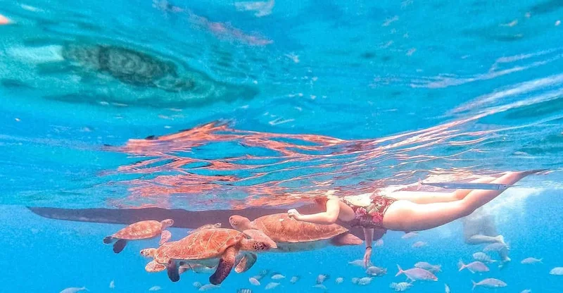 From Mindelo: Snorkel & Swim with Sea Turtles, swim with turtles in São Vicente, Cape Verde