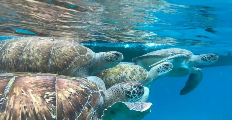 São Vicente: Sea Turtle Snorkeling Adventure, swim with turtles in São Vicente, Cape Verde