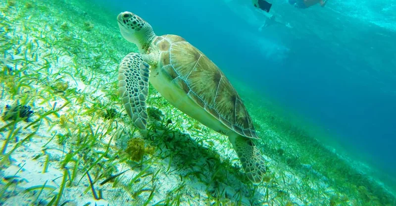 From Cozumel: Starfish, Stingrays & Turtle Bay Snorkel, swim with turtles in Cozumel