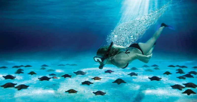 Cozumel: El Cielo & Palancar Reef Snorkel with Drinks & Ceviche, swim with turtles in Cozumel