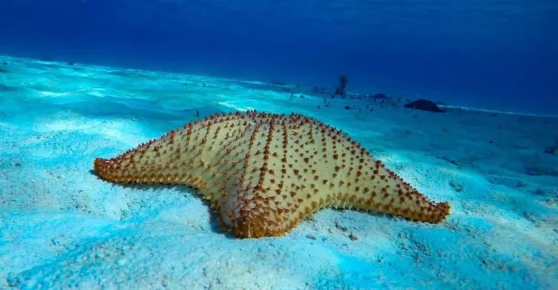 Cozumel: 3-Reef Snorkel Boat Tour with Drinks, swim with turtles in Cozumel