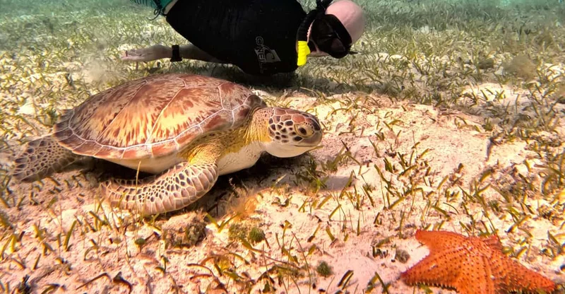 Cozumel: Turtle Sanctuary Snorkel Tour, swim with turtles in Cozumel