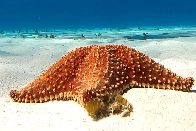 Cozumel: Turtle Sanctuary & El Cielo Starfish Snorkel Cruise, swim with turtles in Cozumel