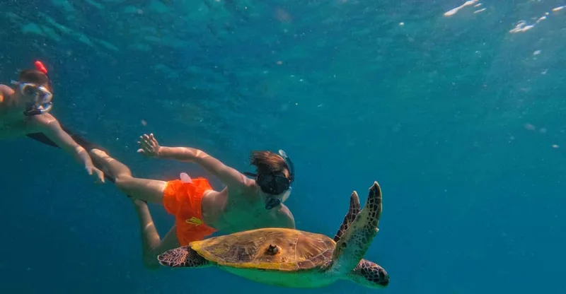 Fujairah: Snorkeling with Turtles & BBQ Lunch, swim with turtles in Fujairah, UAE