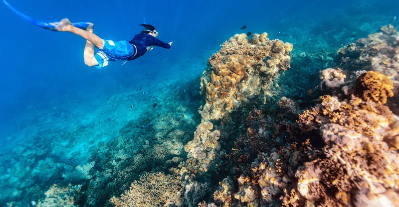 From Dubai: Dibba & Fujairah Snorkeling Day Trip, swim with turtles in Fujairah, UAE