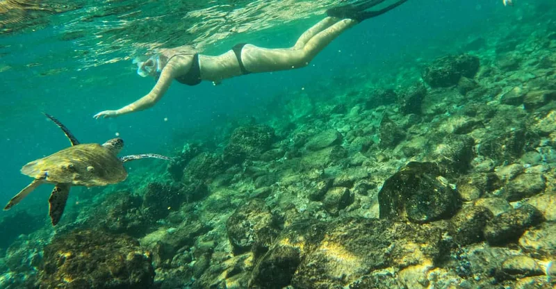 From Abu Dhabi: Fujairah Turtle Snorkel with BBQ, swim with turtles in Fujairah, UAE