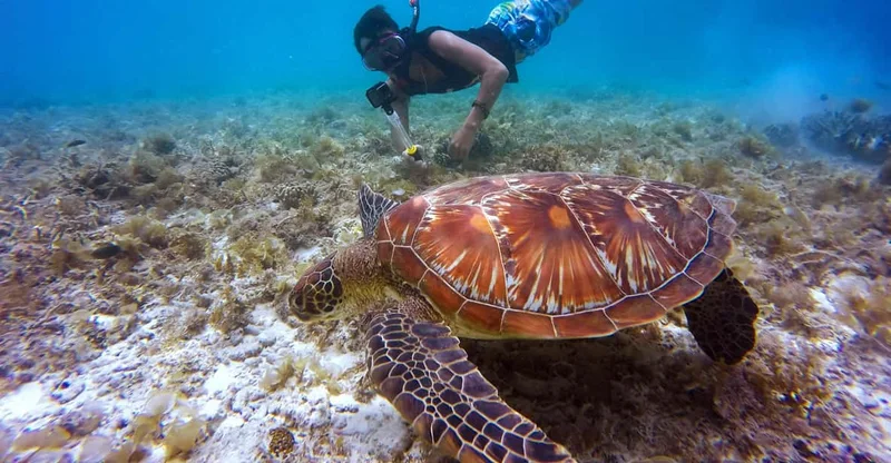Khor Fakkan: Guided Coastal Snorkel Trip, swim with turtles in Fujairah, UAE