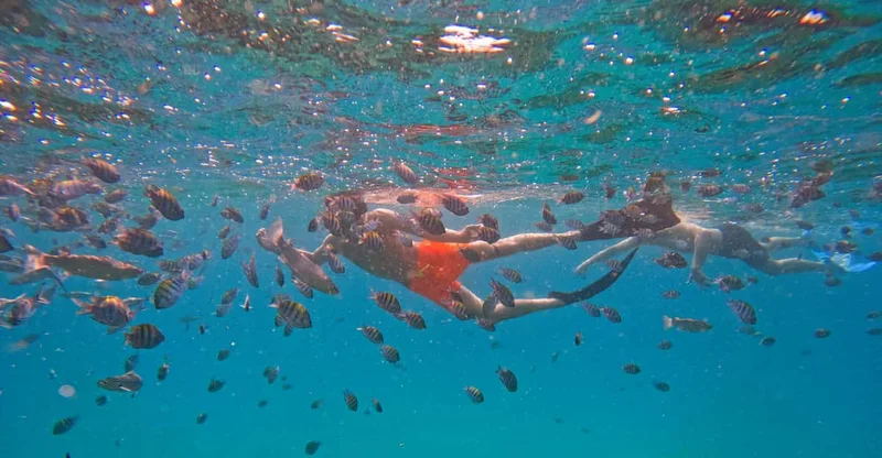Fujairah: Private Turtle Snorkel with BBQ Lunch, swim with turtles in Fujairah, UAE