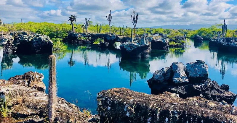 Isabela: Los Túneles Snorkel with Turtles, Sharks & Seahorses, swim with turtles in Galápagos Islands, Ecuador