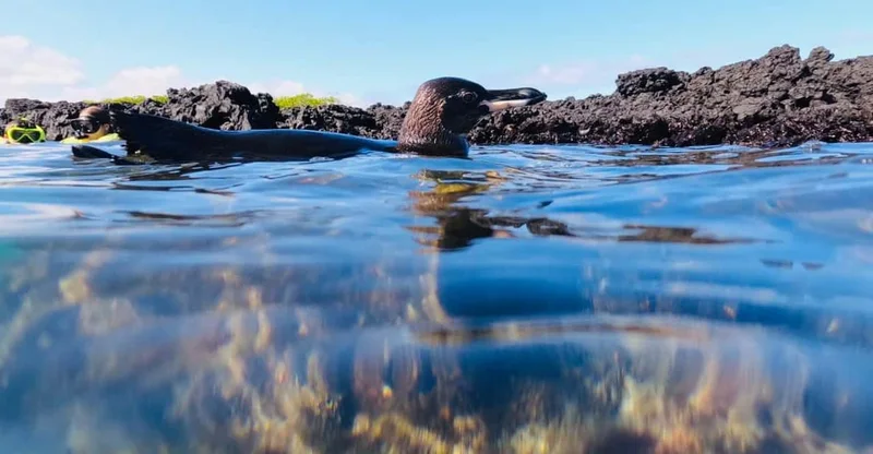 Isabela: Las Tintoreras Islet Snorkel & Wildlife Tour, swim with turtles in Galápagos Islands, Ecuador