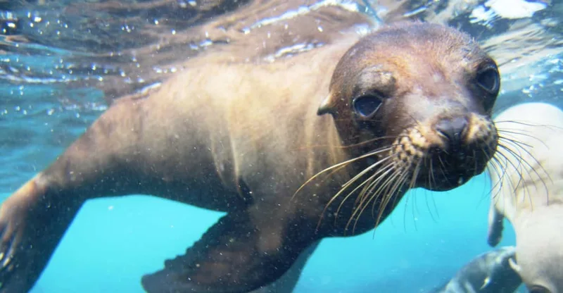 Santa Cruz: Santa Fe Island Snorkeling Day Tour, swim with turtles in Galápagos Islands, Ecuador