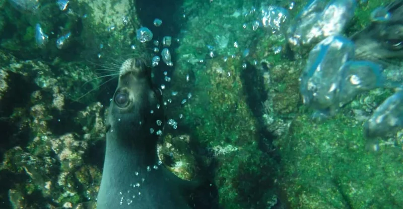Santa Cruz: Pinzón Island Full-Day Snorkeling Adventure, swim with turtles in Galápagos Islands, Ecuador