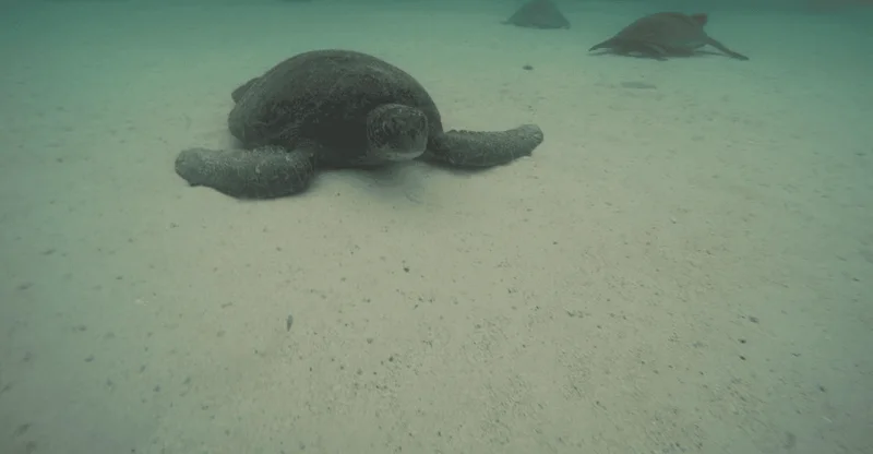 San Cristóbal: Isla Lobos Tour with Snorkeling & Lunch, swim with turtles in Galápagos Islands, Ecuador