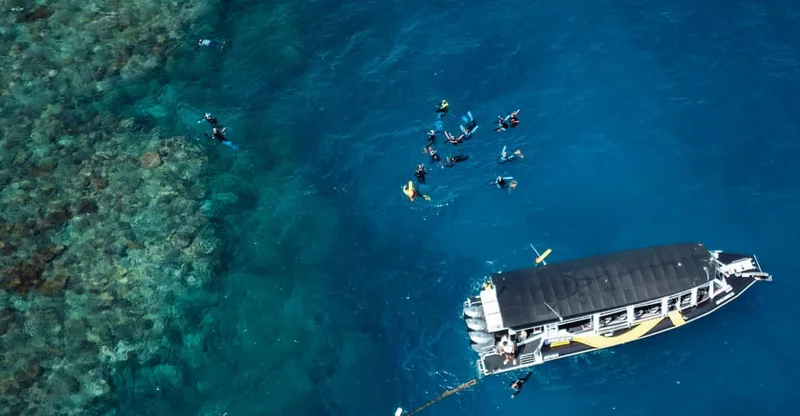 Cairns: Great Barrier Reef Half-Day Snorkeling Tour, swim with turtles in Great Barrier Reef