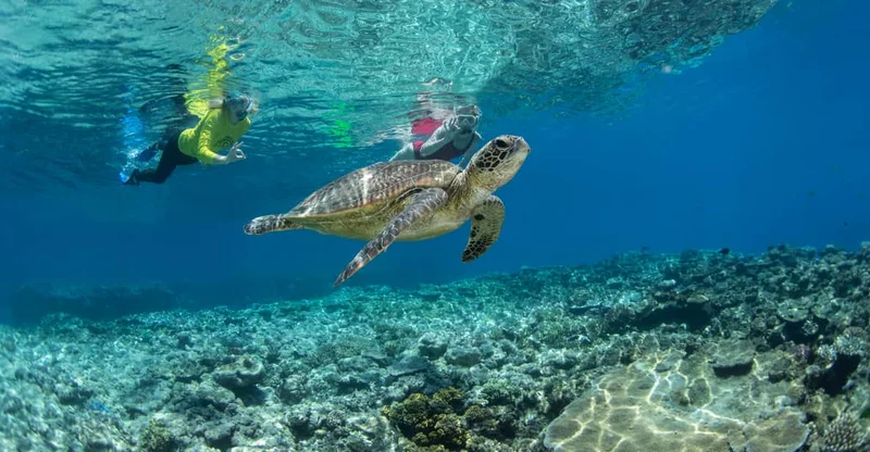 Cairns: Silverswift 3 Great Barrier Reef Sites in One Day, swim with turtles in Great Barrier Reef