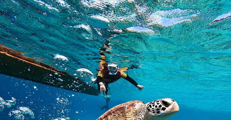Gili Islands: Private or Shared Snorkeling Boat Trip, swim with turtles in Gili Islands
