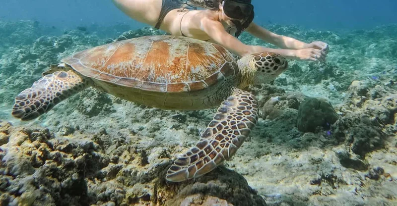 Gili Meno: Private Snorkeling with Turtles & Statue, swim with turtles in Gili Islands