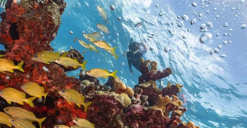 Isla Mujeres: MUSA Underwater Museum & Manchones Reef Snorkel, swim with turtles in Isla Mujeres