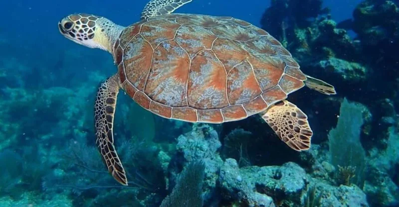 Key Largo: Coral Reef Snorkeling Trip, swim with turtles in Key Largo