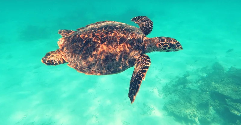 Maldives: Private Turtle Snorkeling & Sandbank Trip, swim with turtles in Ari Atoll, Maldives
