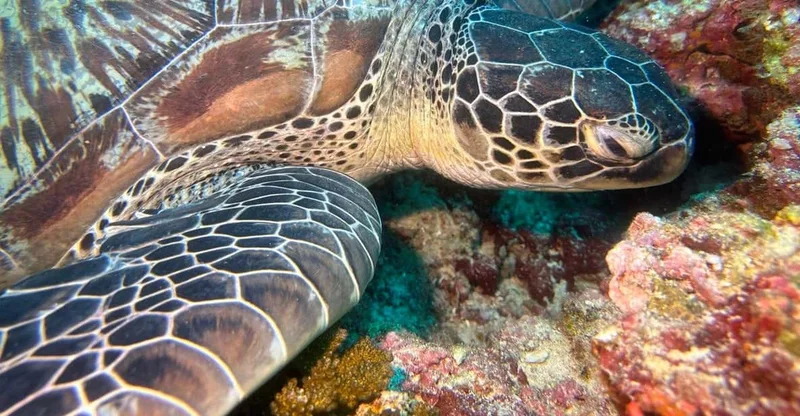 Maafushi: Coral Garden & Turtle Snorkel Boat Tour with Lunch, swim with turtles in Ari Atoll, Maldives