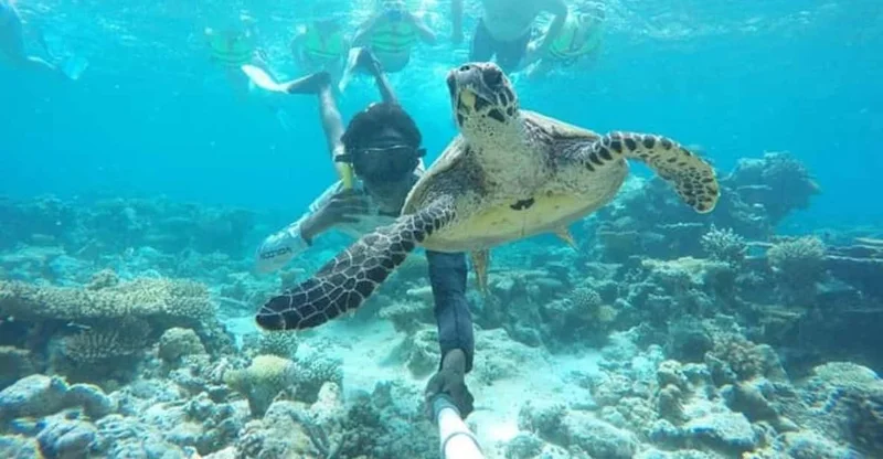 Dhangethi: Abandoned Island & Turtle Snorkel Safari, swim with turtles in Ari Atoll, Maldives