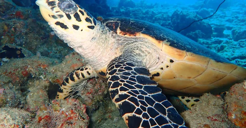 Ukulhas: Beginner Discover Scuba Dive (No License), swim with turtles in Ari Atoll, Maldives