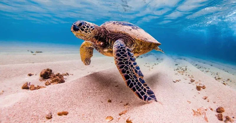Marsa Alam: Marsa Mubarak Sea Turtle Snorkel (Optional Diving), swim with turtles in Marsa Alam, Egypt