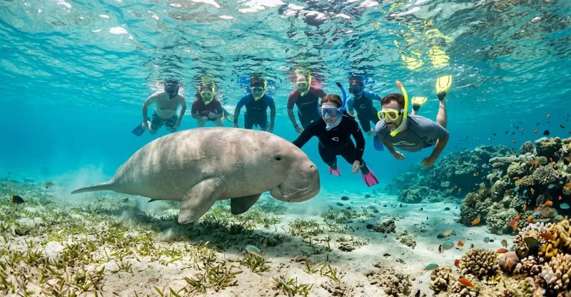 Marsa Alam: Sea Cow & Turtles Snorkel at Marsa Mubarak, swim with turtles in Marsa Alam, Egypt