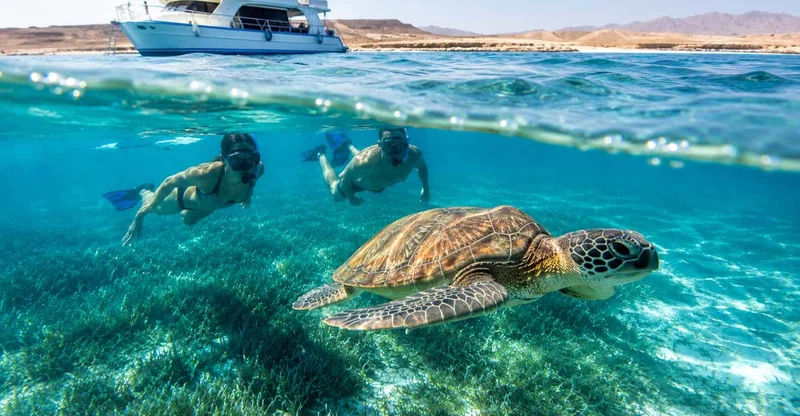 Marsa Alam: Marsa Mubarak Snorkel with Lunch & Transfer, swim with turtles in Marsa Alam, Egypt