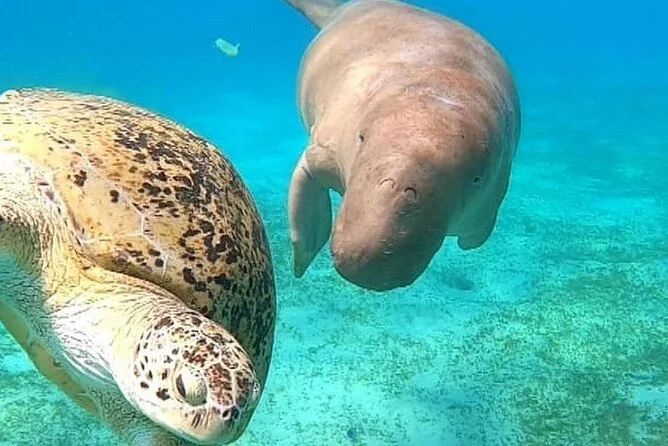 Marsa Alam: Marsa Mubarak Turtle & Dugong Boat Trip with Lunch, swim with turtles in Marsa Alam, Egypt