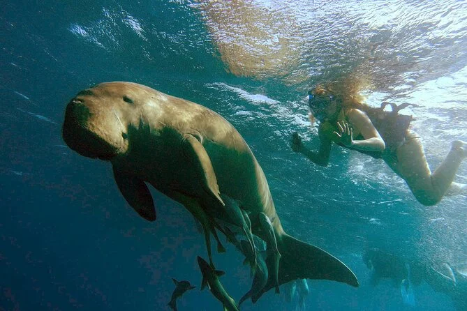 Marsa Alam: Marsa Mubarak Turtle & Dugong Snorkel Cruise, swim with turtles in Marsa Alam, Egypt