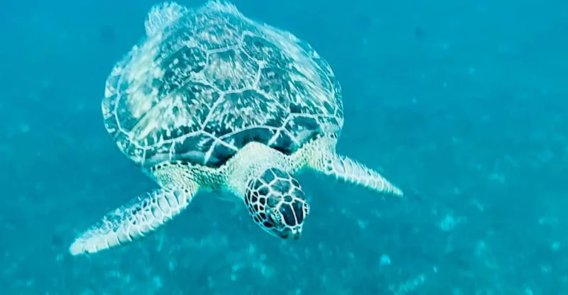 Martinique: Afternoon Turtles & Coral Coves Snorkel, swim with turtles in Martinique